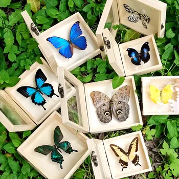 Безплатна Доставка, истински образец на пеперуда, в ковчег от масивна дървесина, рамка за снимки на животни, декоративна картина, за стая, подарък за рожден Ден